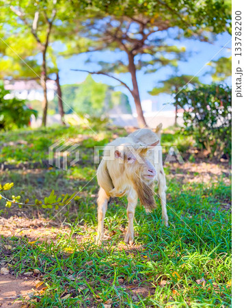 木陰に佇む沖縄のヤギ（ヒージャー）と南国の風景 133782200