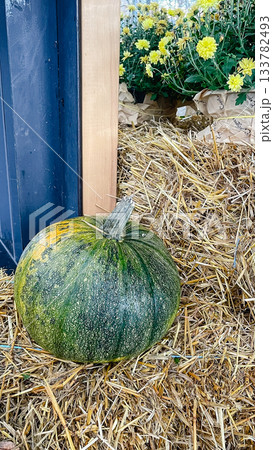 Beautifully colored, speckled pumpkin resting on a rustic bale of straw with wooden crates and green growth Beautifully colored, speckled pumpkin resting on a rustic bale of straw with wooden crates and green growth 133782493