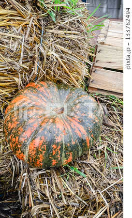 Beautifully colored, speckled pumpkin resting on a rustic bale of straw with wooden crates and green growth 133782494