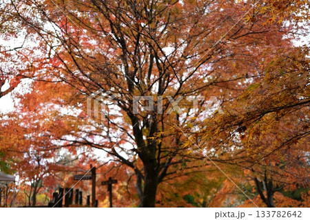 滋賀県 鶏足寺の紅葉の風景 滋賀県 鶏足寺の紅葉の風景 133782642