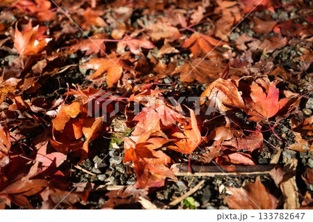 滋賀県　鶏足寺の紅葉の風景 133782647