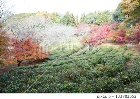 滋賀県 鶏足寺の紅葉の風景 滋賀県 鶏足寺の紅葉の風景 133782652