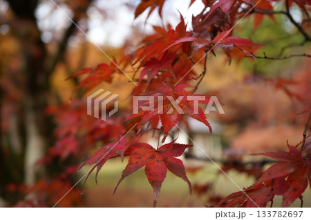 滋賀県 鶏足寺の紅葉の風景 滋賀県 鶏足寺の紅葉の風景 133782697