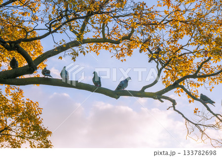 枝に留まるハト【11月】 枝に留まるハト【11月】 133782698