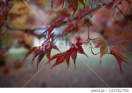 滋賀県 鶏足寺の紅葉の風景 滋賀県 鶏足寺の紅葉の風景 133782700