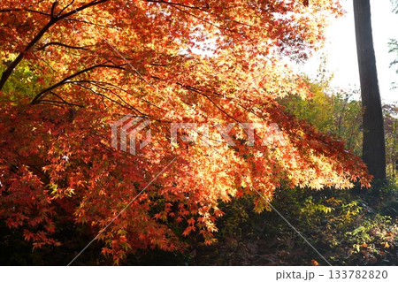 滋賀県　鶏足寺の紅葉の風景 133782820