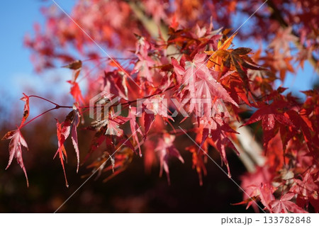滋賀県 鶏足寺の紅葉の風景 滋賀県 鶏足寺の紅葉の風景 133782848