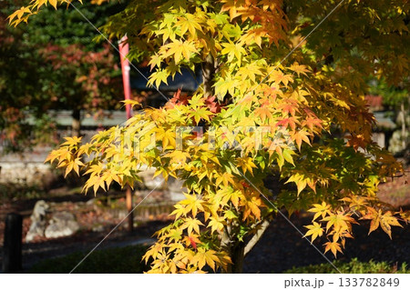 滋賀県 鶏足寺の紅葉の風景 滋賀県 鶏足寺の紅葉の風景 133782849