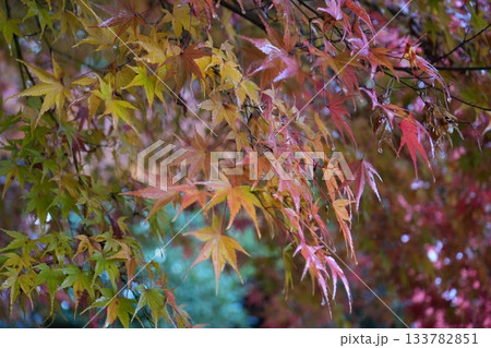 滋賀県 鶏足寺の紅葉の風景 滋賀県 鶏足寺の紅葉の風景 133782851