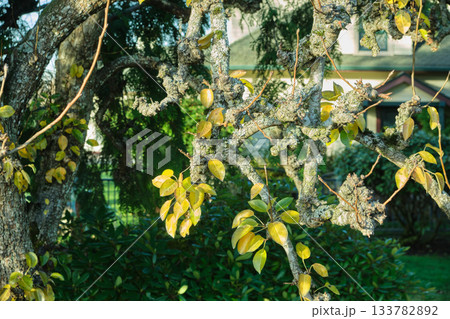 A tree with bumpy branches and young shoots A tree with bumpy branches and young shoots 133782892