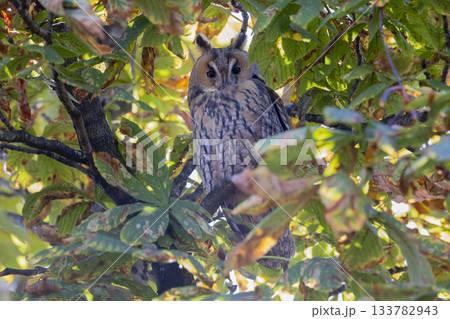 Long-eared owl perched in a chestnut tree at Brink, Baarn, during a sunny day in the Netherlands 133782943