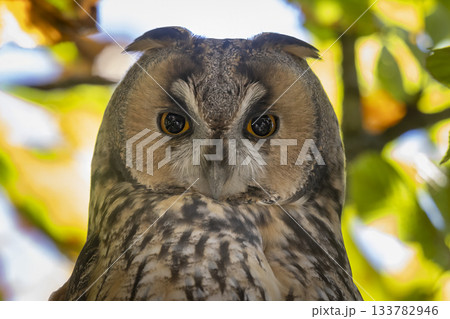Long-eared owl resting among European horse chestnut branches in Baarn, Netherlands 133782946