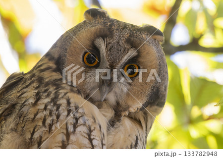 Long-eared owl perched in a horse chestnut tree in Baarn, Netherlands during a sunny afternoon Long-eared owl perched in a horse chestnut tree in Baarn, Netherlands during a sunny afternoon 133782948