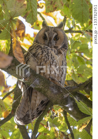 Long-eared owl rests on branch in chestnut tree at Brink, Baarn, Netherlands during autumn season Long-eared owl rests on branch in chestnut tree at Brink, Baarn, Netherlands during autumn season 133782951