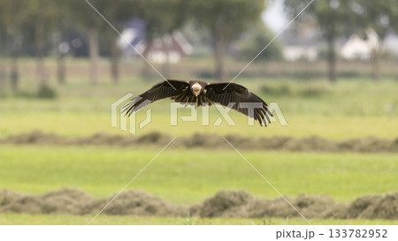 Juvenile Western marsh harrier gliding over Eempolder fields in Eemnes, Netherlands showcasing its hunting grace 133782952