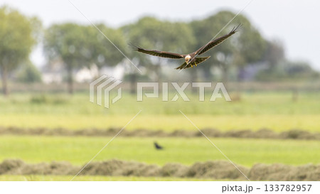 Western marsh harrier in flight over Eempolder in Eemnes, Netherlands during a sunny day 133782957