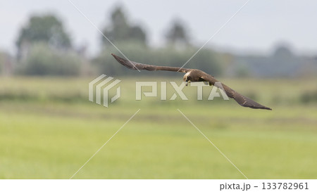 Western marsh harrier flying over the fields in Eempolder, Eemnes, Netherlands on a calm day Western marsh harrier flying over the fields in Eempolder, Eemnes, Netherlands on a calm day 133782961