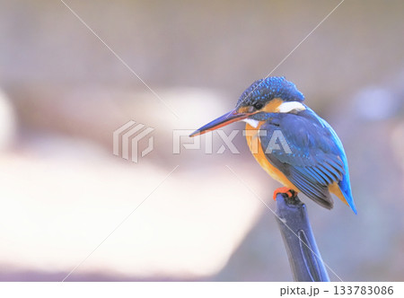 カワセミ(メス) カワセミ(メス) 133783086