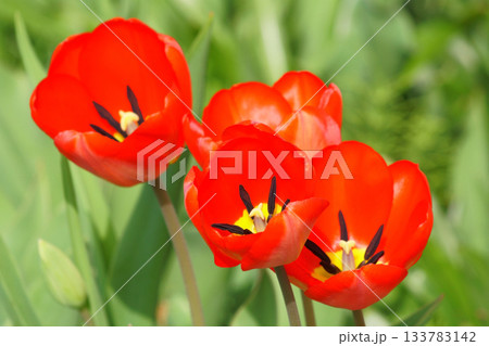 春の庭に咲く赤色のチューリップ 133783142