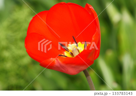 春の庭に咲く赤色のチューリップ 春の庭に咲く赤色のチューリップ 133783143