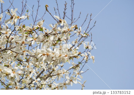 北海道の公園に咲くコブシの花 北海道の公園に咲くコブシの花 133783152