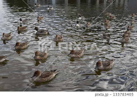 池で泳ぐオナガガモ 133783405