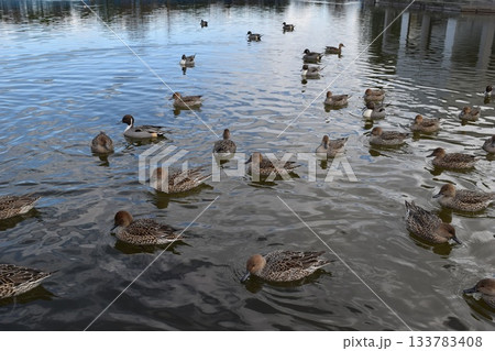 池で泳ぐオナガガモ 池で泳ぐオナガガモ 133783408