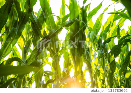 Green corn plants and leaves under bright sunlight symbolizing healthy summer agriculture 133783692