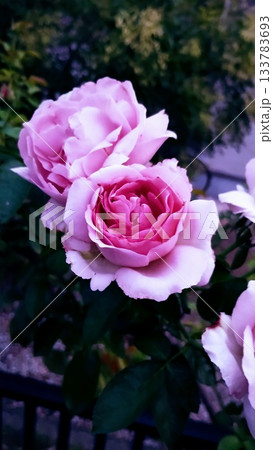 ブルームーン 133783693