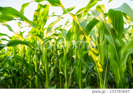 Corn plants with long green leaves under sunlight on bright day in agricultural field 133783697