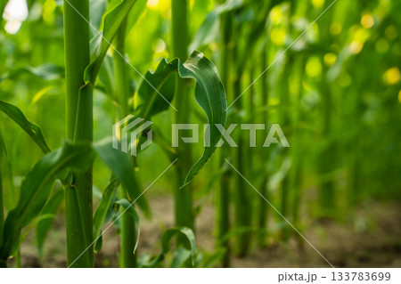 Close up of corn stalks and green leaves with shallow depth of field in summer sunlight 133783699