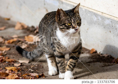 キジ白の猫 キジ白の猫 133783706