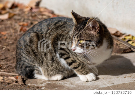 キジ白の猫 133783710