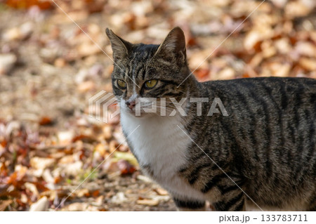 キジ白の猫 133783711