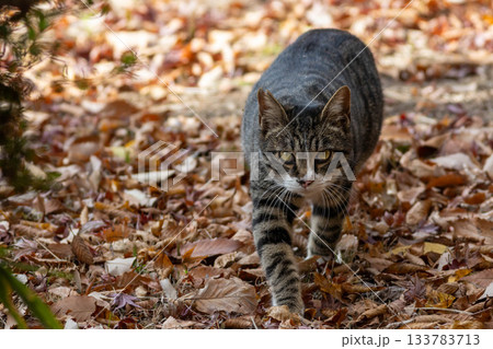 キジ白の猫 キジ白の猫 133783713
