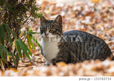 キジ白の猫 キジ白の猫 133783714