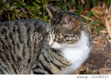 キジ白の猫 133783717
