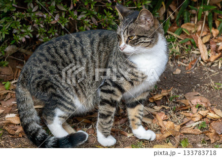 キジ白の猫 キジ白の猫 133783718