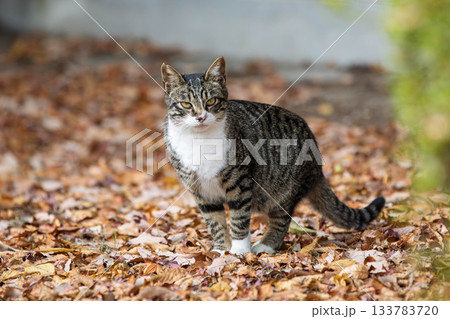 キジ白の猫 キジ白の猫 133783720