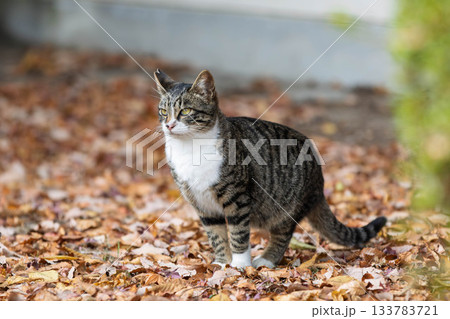 キジ白の猫 キジ白の猫 133783721