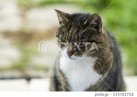 Close-up portrait of domestic cat outdoors with soft natural light and green blurred background 133783728