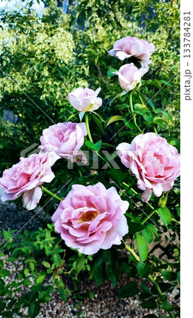 ブルームーン 133784281