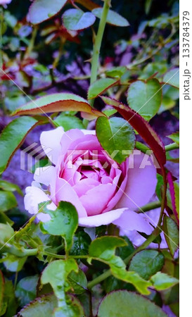 ブルームーン ブルームーン 133784379