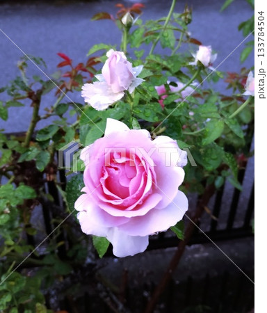 ブルームーン 133784504