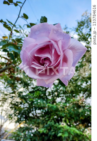 ブルームーン 133784616