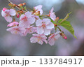 春の陽光に輝く桜 133784917