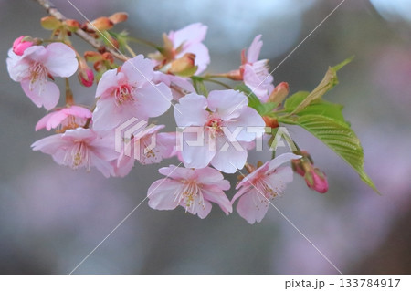 春の陽光に輝く桜 春の陽光に輝く桜 133784917