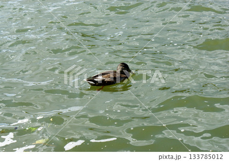 the duck swims on the lake in green water the duck swims on the lake in green water 133785012