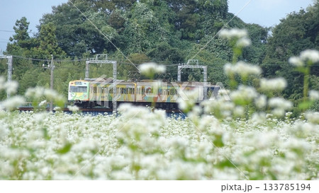 蕎麦の花と三岐鉄道 蕎麦の花と三岐鉄道 133785194
