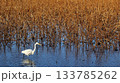 冬の蓮田にいるダイサギ 133785262